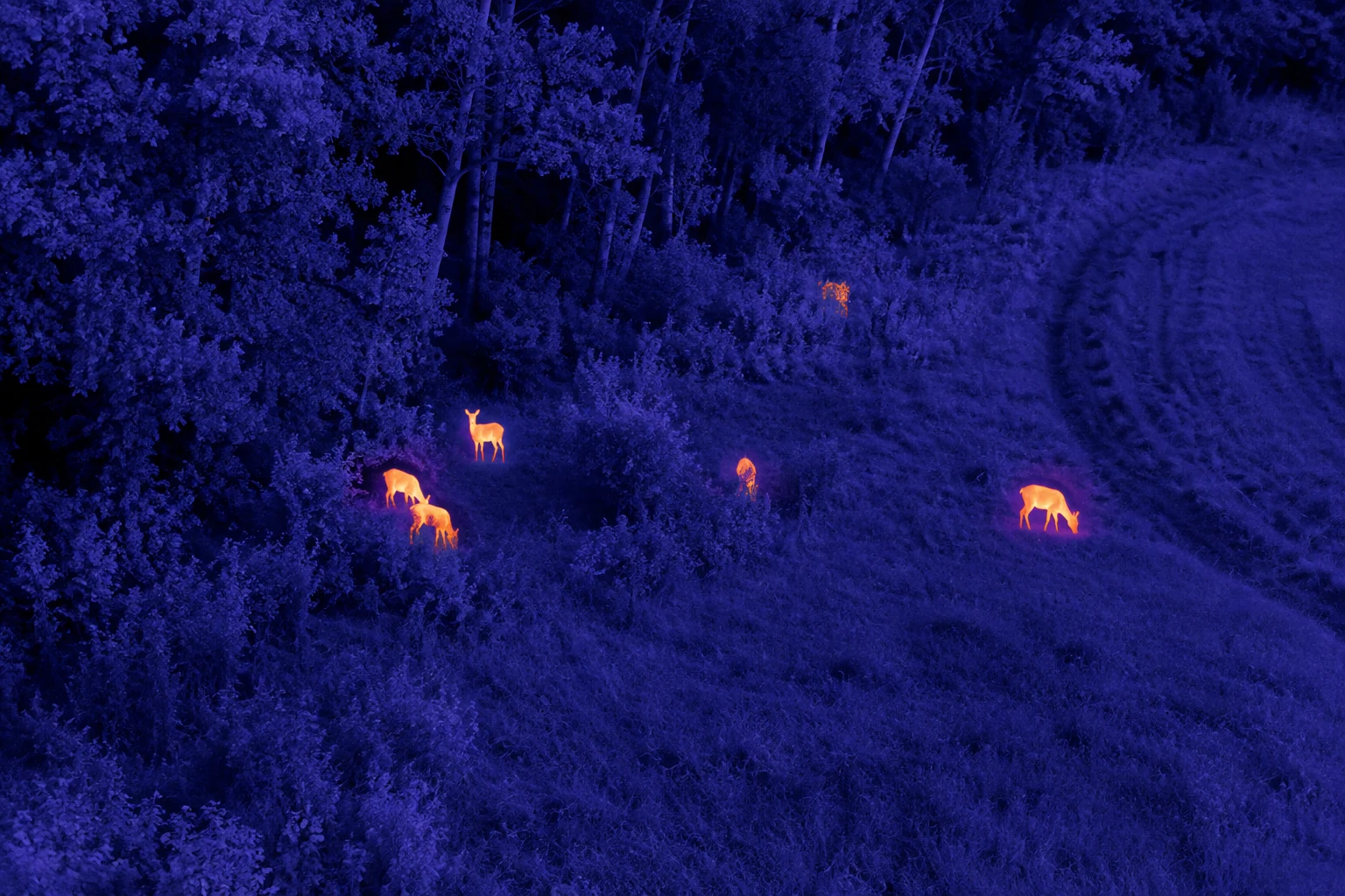 Fauna selvatica rilevata con termografia in ambiente naturale